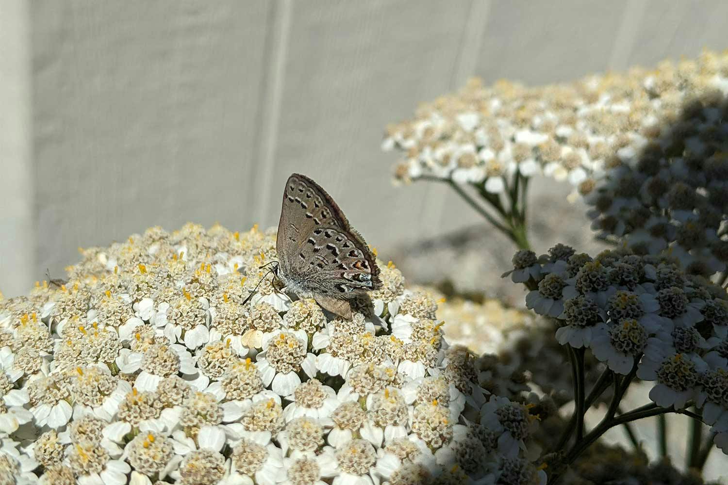 A fuzzy grey butterfly with black spots and black wingtips perches on a tight bunch of white flowers.