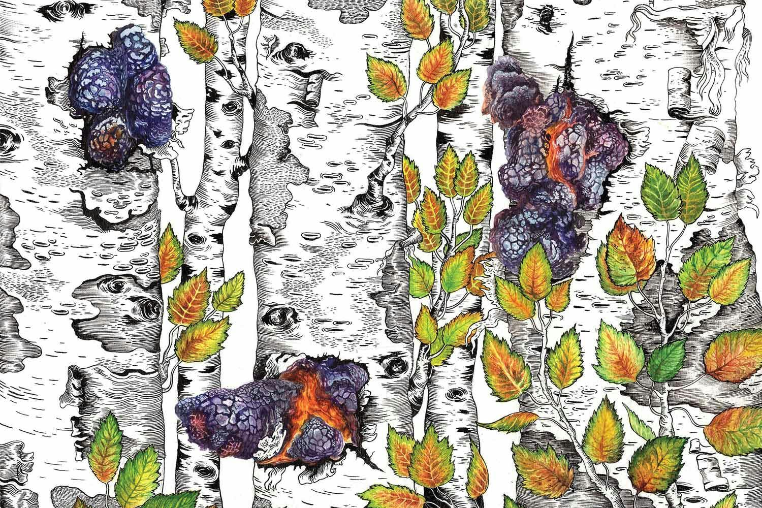 Illustration—crusty purple-black lumps of chaga mushrooms and yellow-green leaves grow from the trunks of white-barked trees.