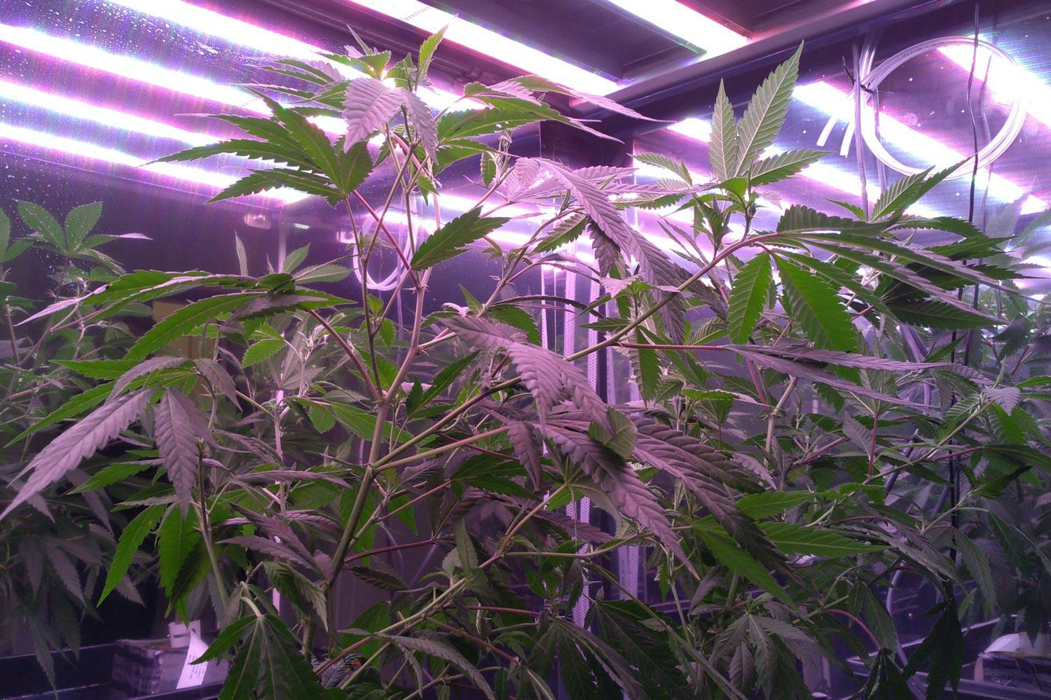 A cannabis plant with slender branches and long, thin, green, serrated leaves grows in a glass box lit with purple lights.