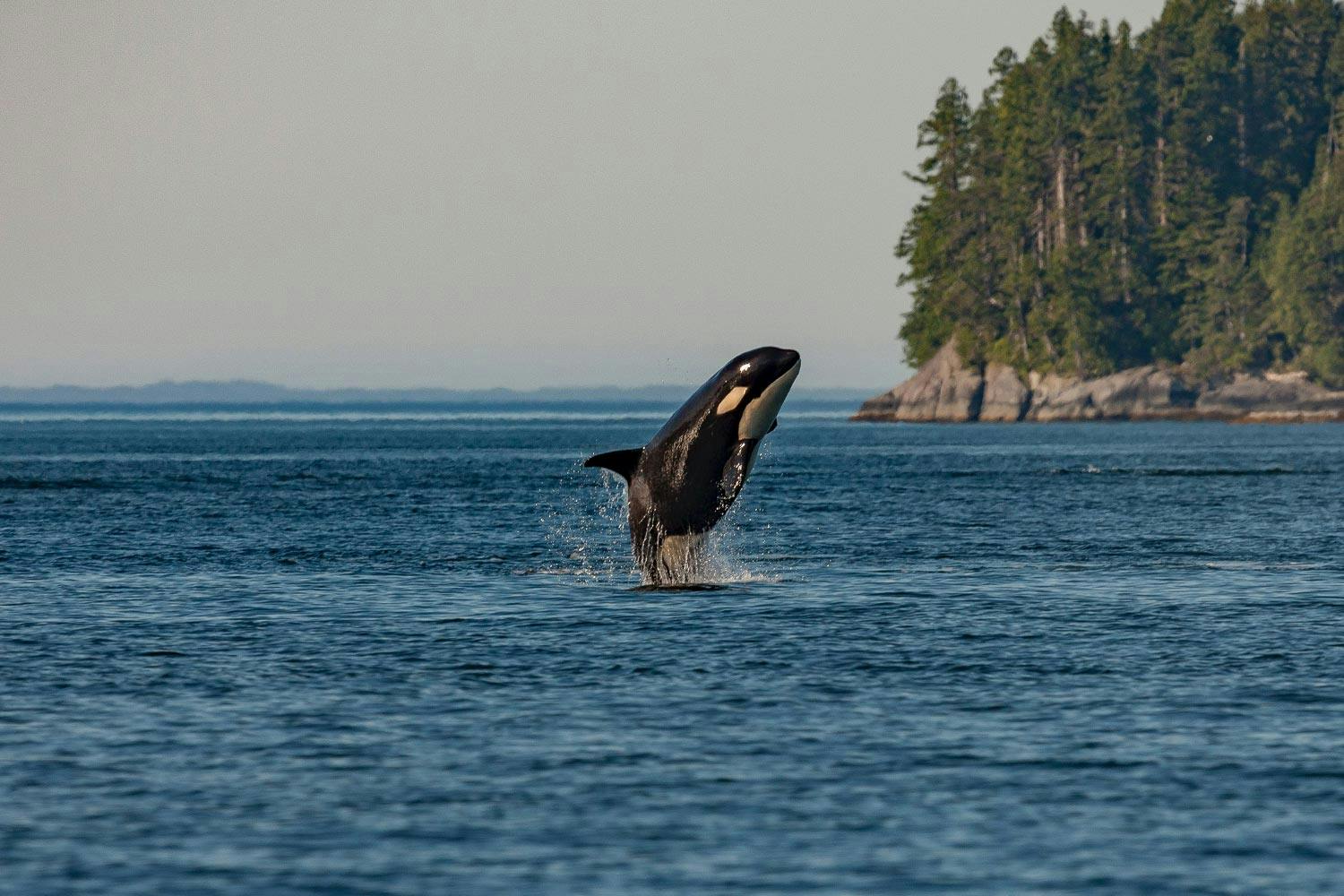 An orca leaps out of the water. A tree-covered, rocky outcrop sits in the distant background.
