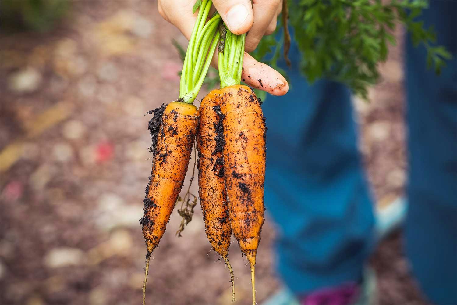 A hand holding three carrots, just plucked, covered in dirt.