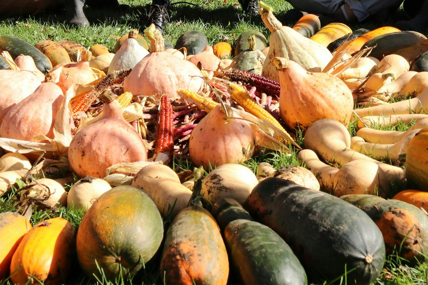 Corn, beans, and squash of various shapes in shades of yellow, orange and green in a circular pile on grass-covered ground.