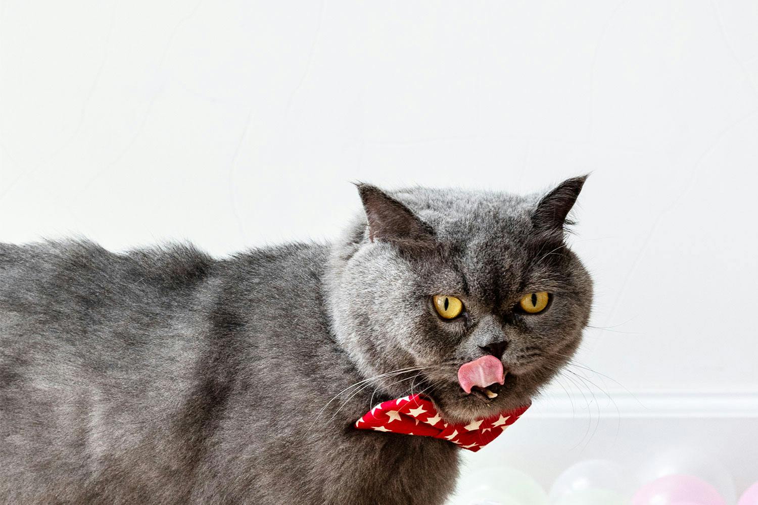 A grey cat with yellow eyes and a red bowtie with white stars licks its nose.