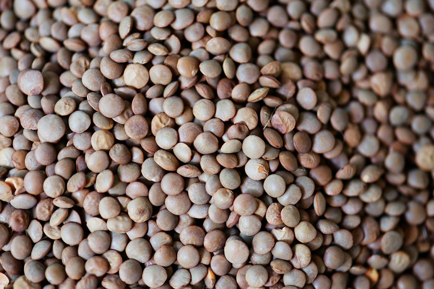 A pile of dry lentils appear in various shades of reddish brown.