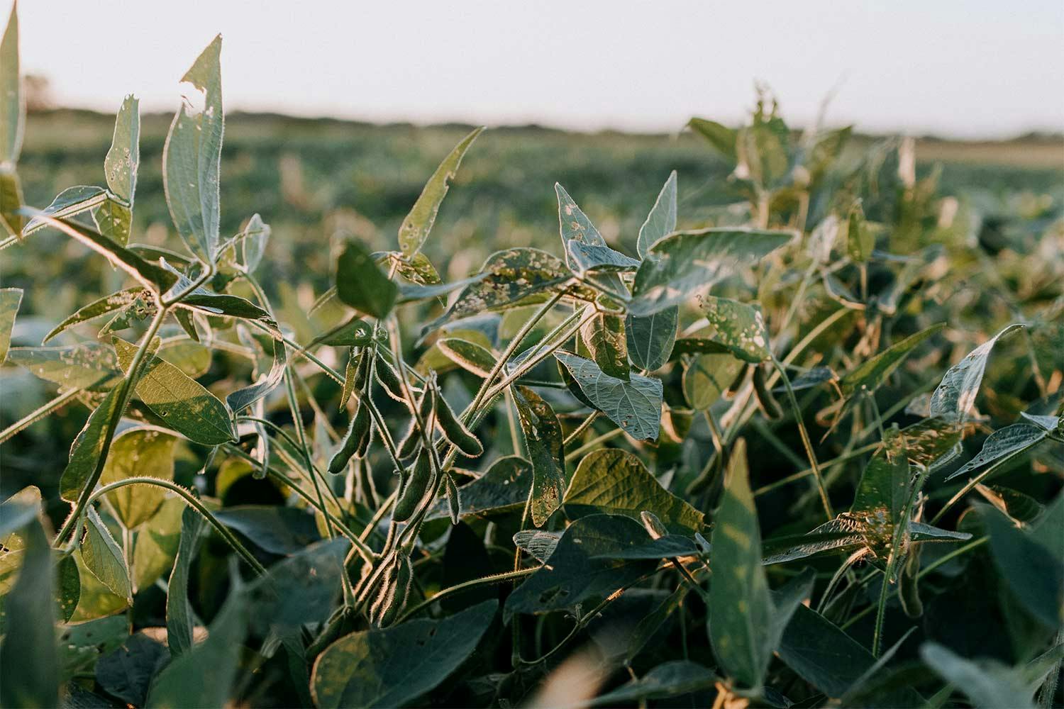 6 soybean pods hang from their leafy stems in a golden sun-lit field.