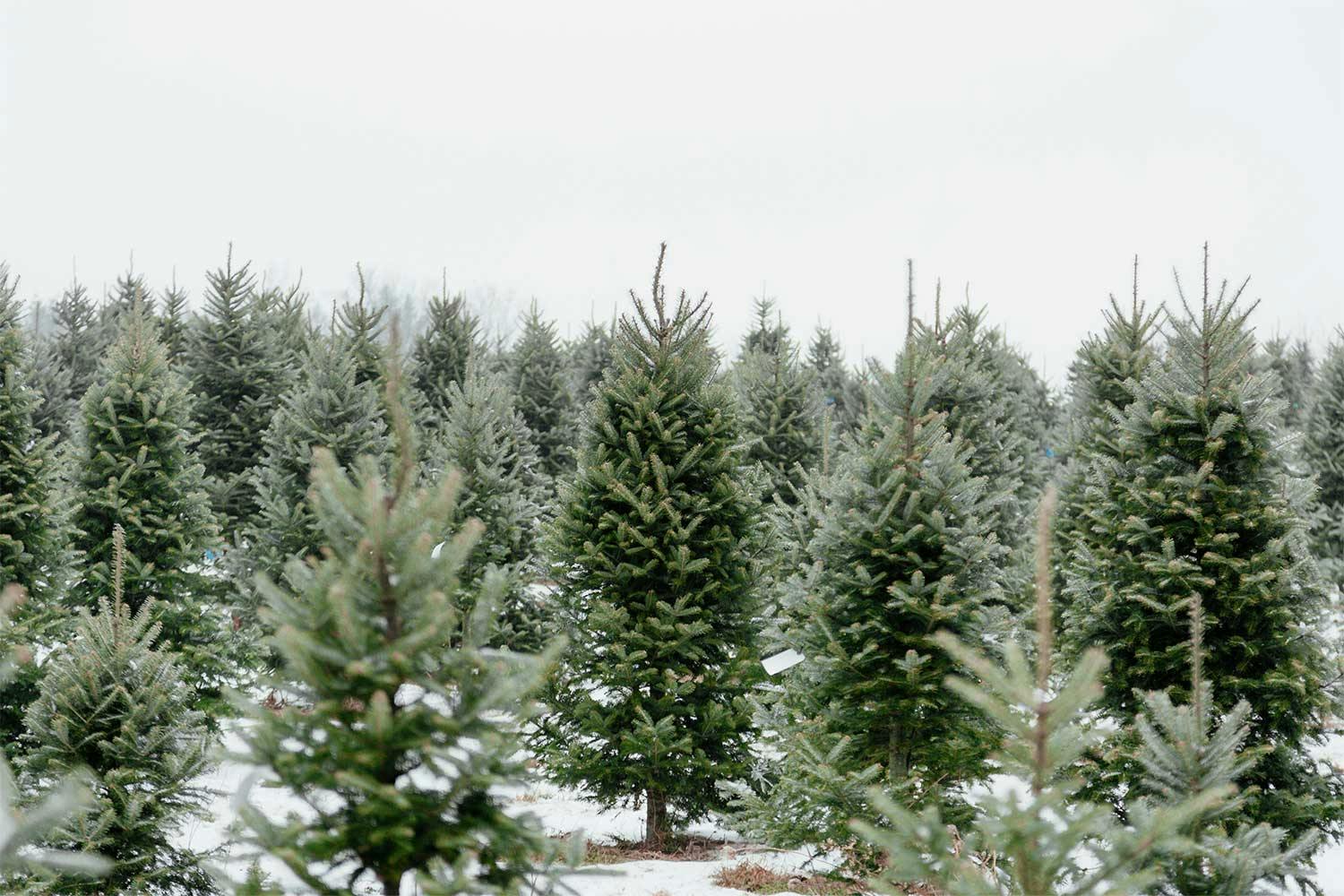 Rows of Christmas trees on a field blanketed in a thin layer of snow.