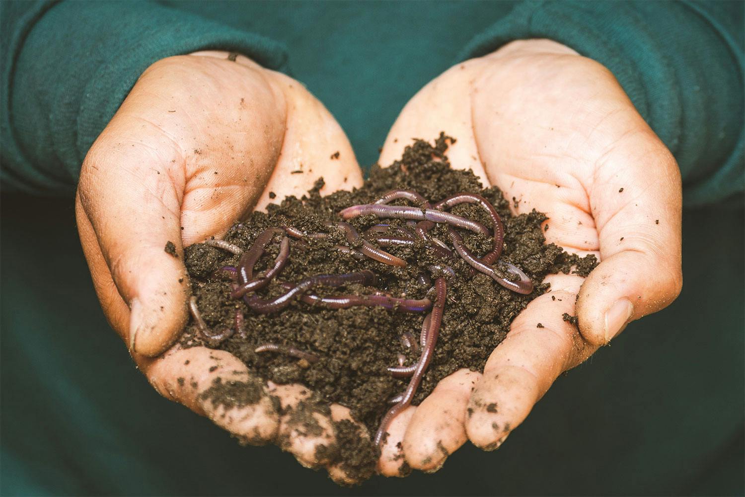 Two cupped hands holding several earthworms in a handful of dirt.