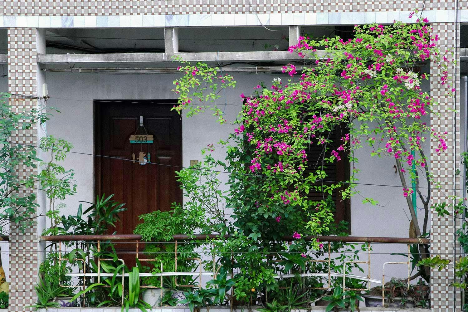 A vine with bright pink flowers and small green leaves hangs from the balcony of an apartment building in Hanoi, Vietnam.