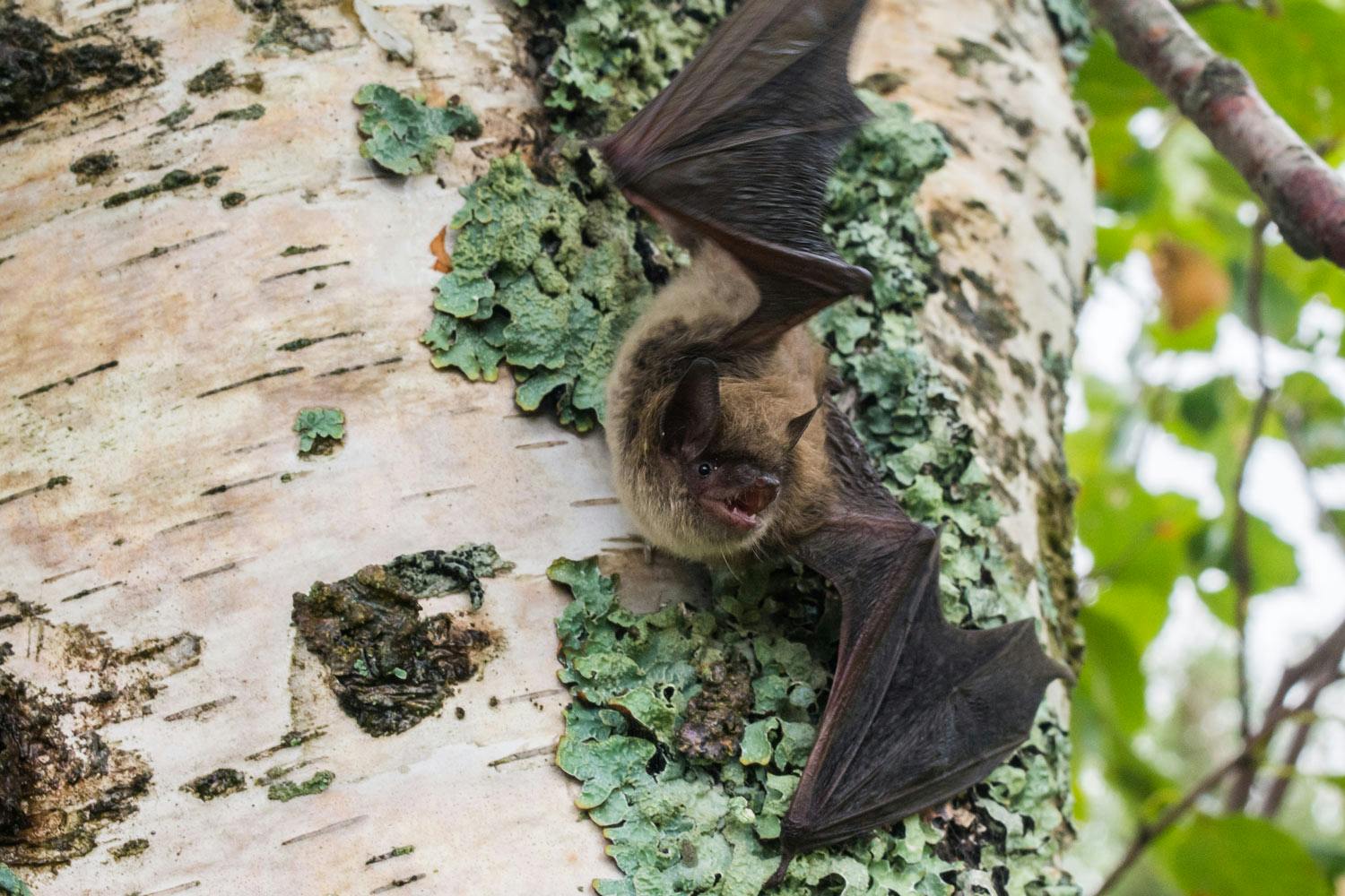 A little brown myotis bat with fuzzy, beige fur clings onto a patch of green lichen on a tree with white bark.
