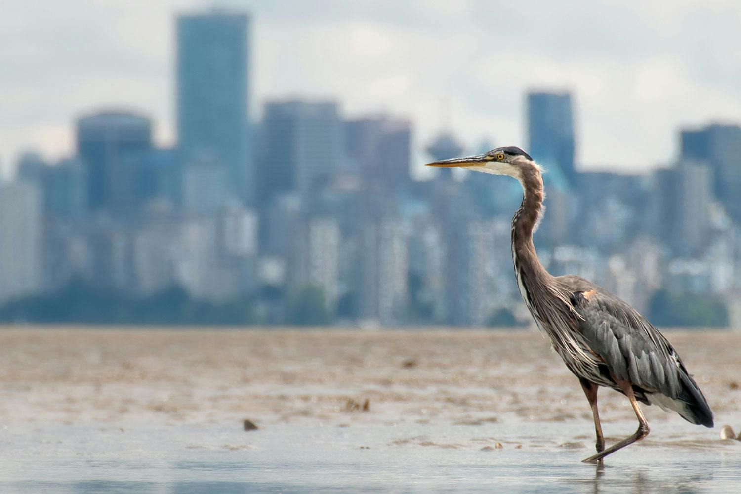 A great blue heron—a long-necked bird with a long narrow beak—treads in muddy water, the Vancouver skyline in the background.