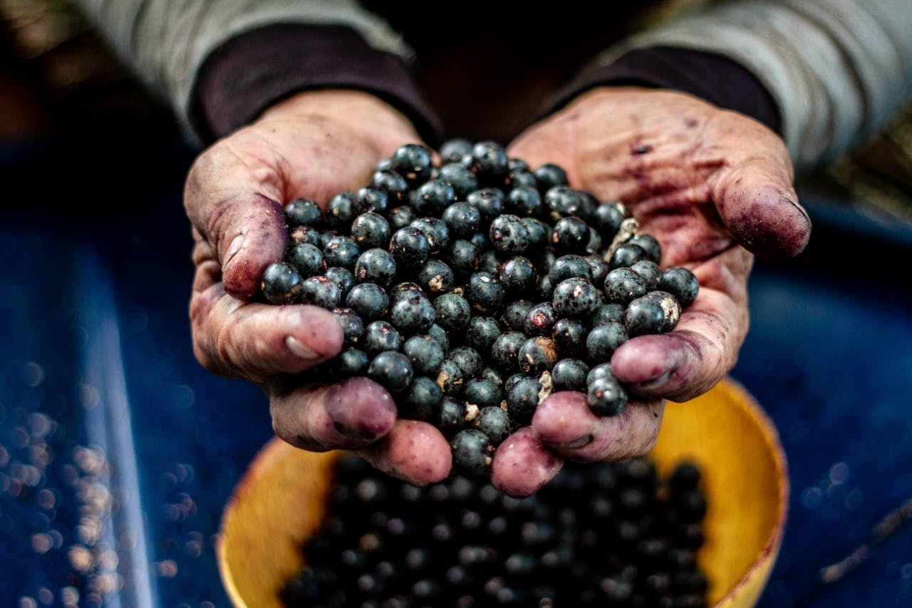A pair of hands stained with purple berry juice cupped together holding a handful of small, dark blue berries.