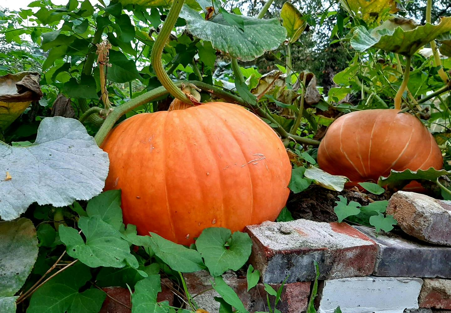 Two large pumpkins still on their vines in Christina Myers's backyard garden.