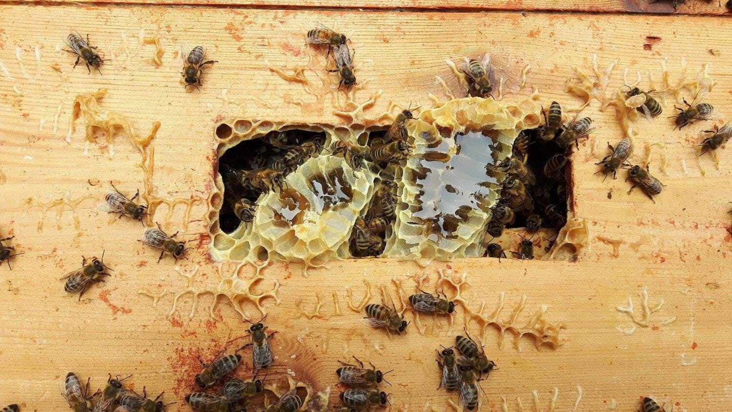 Bees in and around their hive oozing with honey, visible through a rectangular hole in a wooden box.