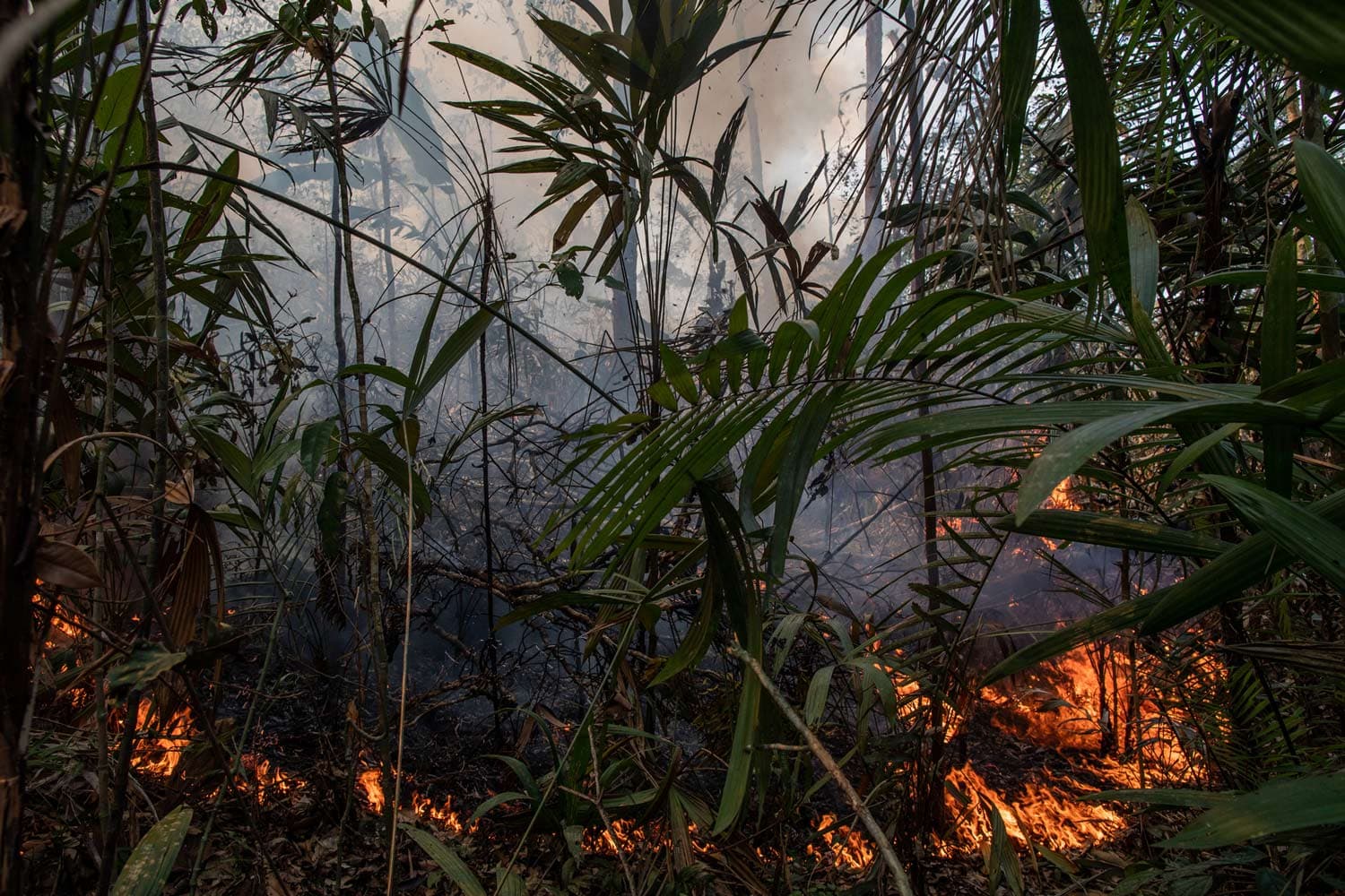 A fire burns a patch of ferns and trees in the Amazon rainforest, releasing thick smoke into the air.