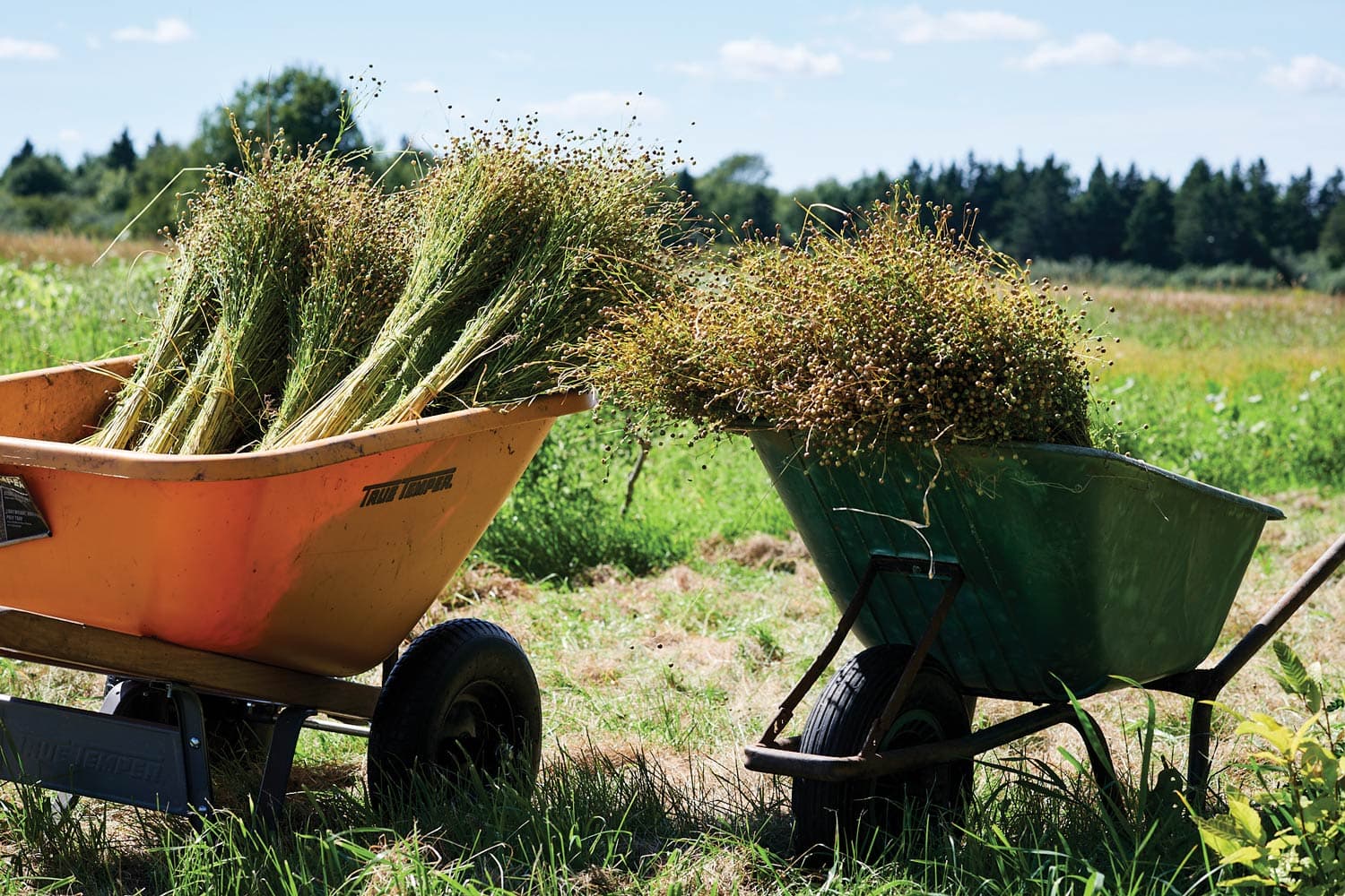 Two wheelbarrows holding bundles of flax: long, thin grass, at a Nova Scotia farm.