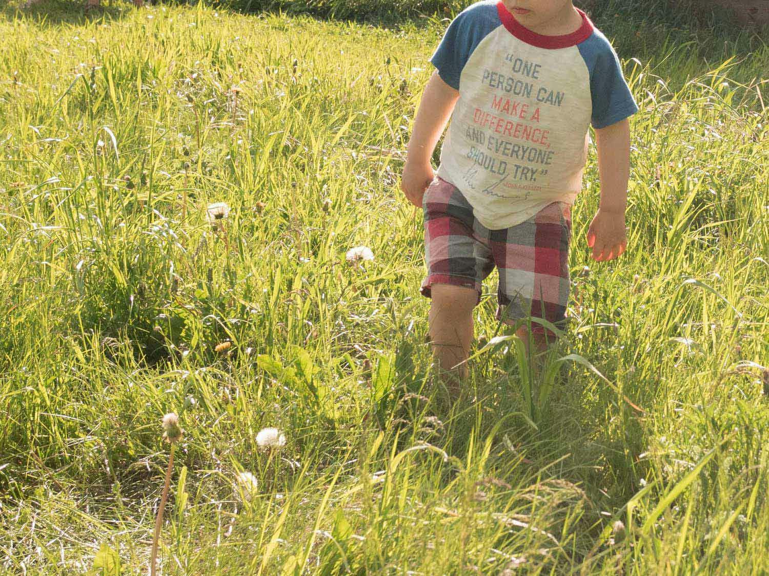 A 3-year-old child walks through an unkempt grassy field dotted with fluffy white dandelion seedheads.