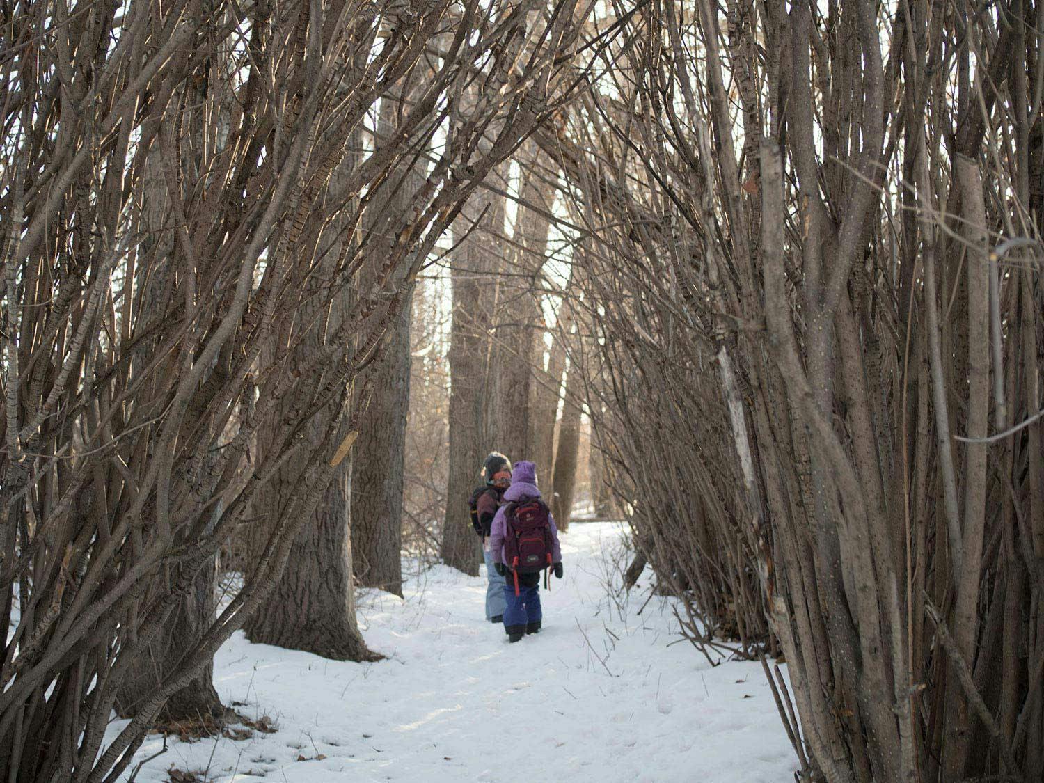Leafless trees form an arched pathway covering a snowy forest floor. A group of kids walk underneath.