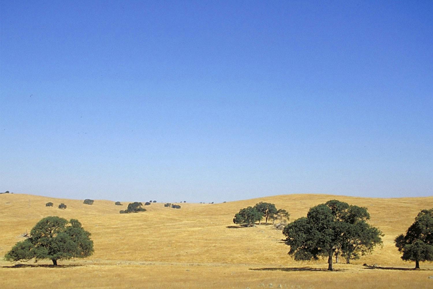 Rolling hills in California, covered in golden grass and dotted sparsely with low trees, under a cloudless blue sky.