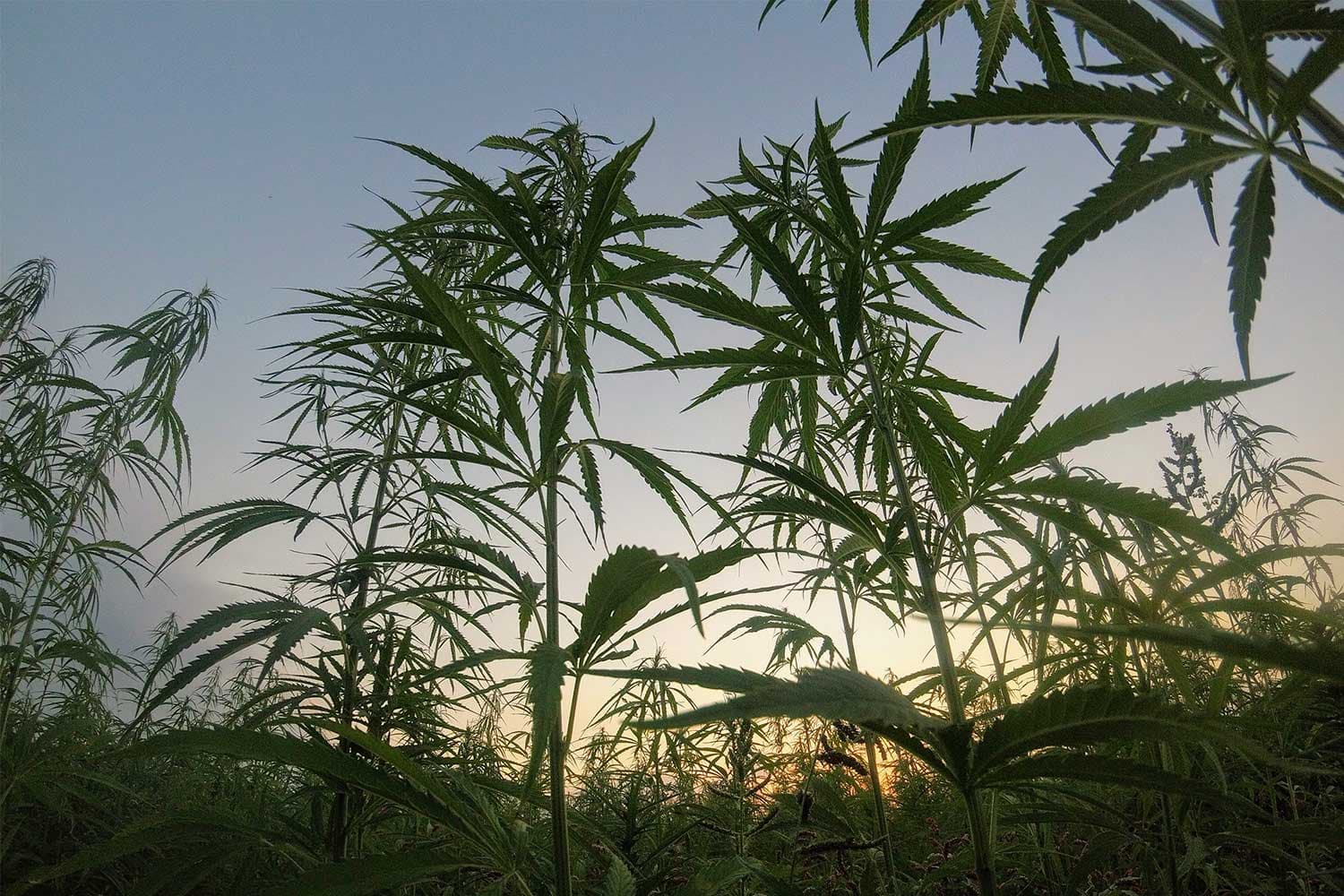 A field of tall, thin plants with thin, serrated leaves at sunset.