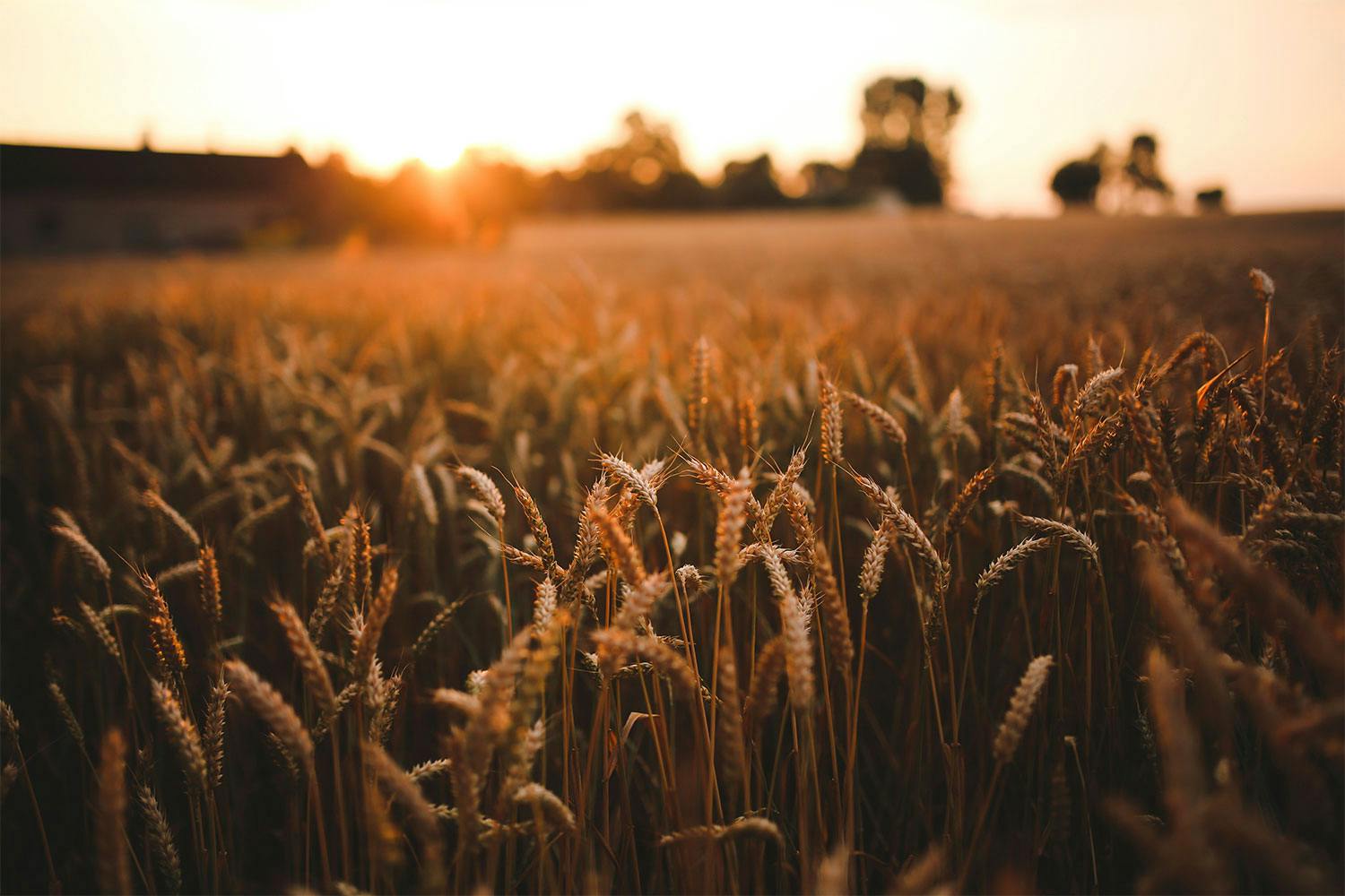 A field of wheat at sunset.