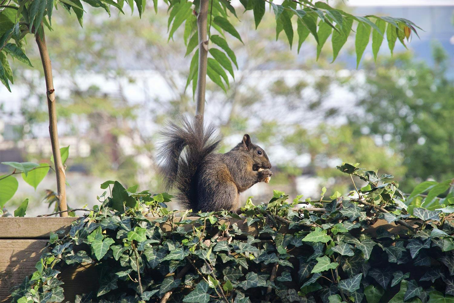 A brown squirrel sits atop a wooden, vine-covered fence, eating what looks like a nut.