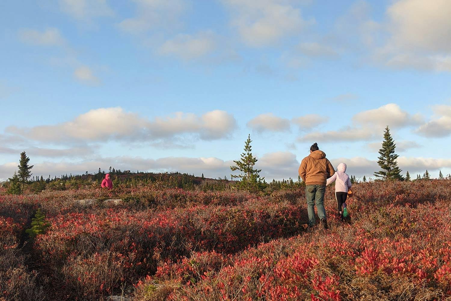 An adult and child in winter jackets walk through a cranberry field on a clear day in Nova Scotia.