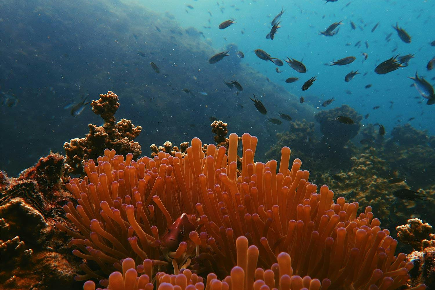 A small school of fish swim above a red sea anemone near Koh Tao, Thailand.