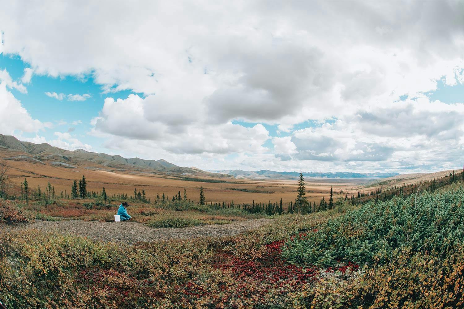 Cranberry shrubs in a vast mountain valley north of the Arctic Circle. In the distance, a woman picks cranberries.