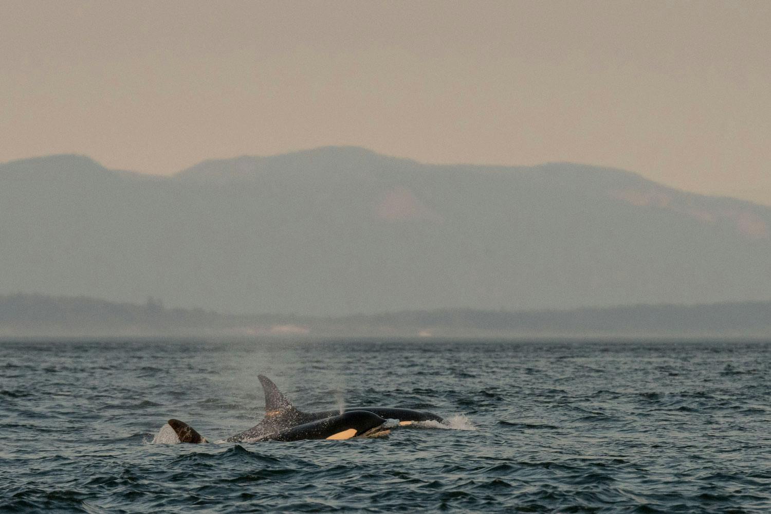 Two orcas surface, one spraying water from its blowhole. Mountains sit in the background, obscured by a light haze.