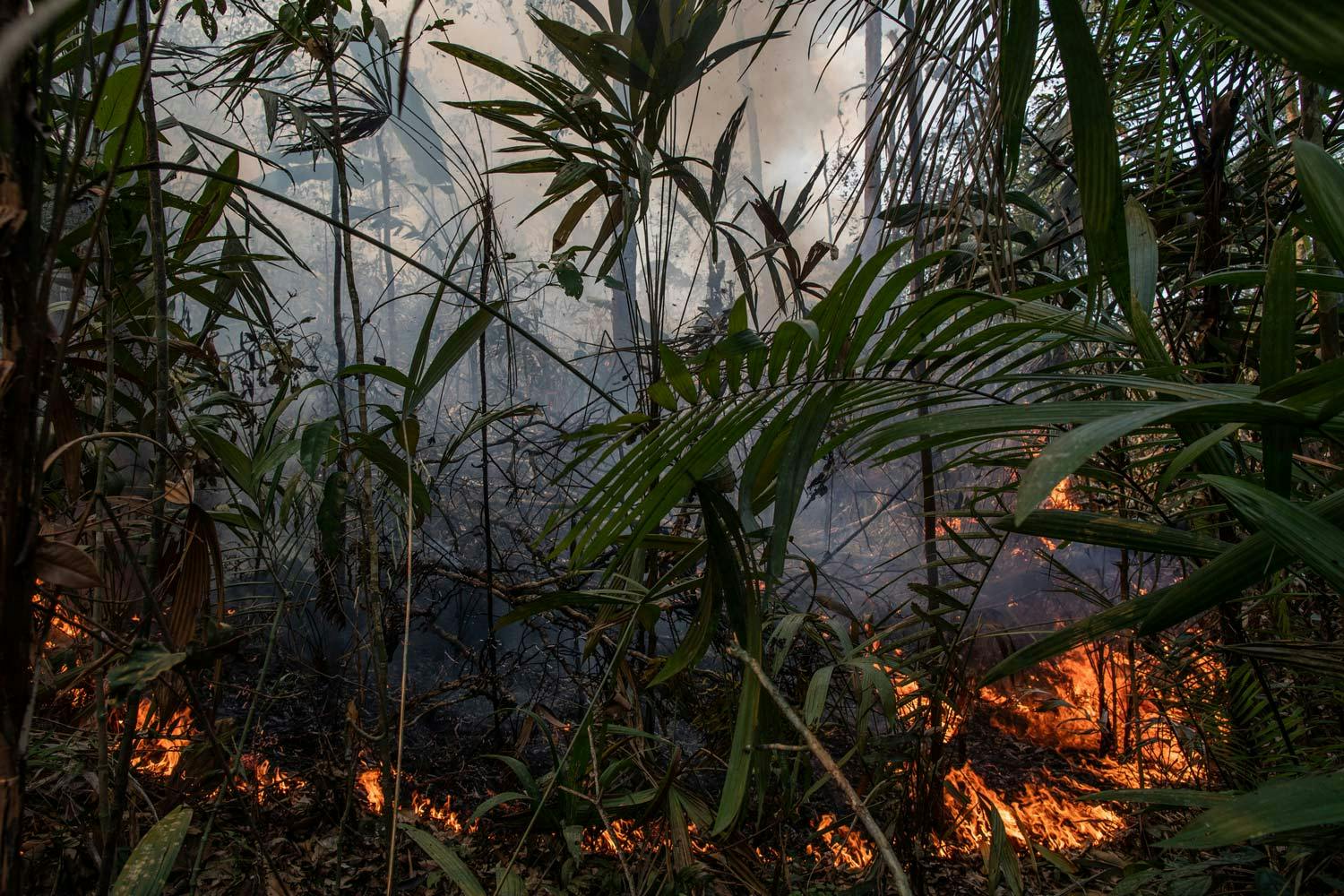 A fire burns a patch of ferns and trees in the Amazon rainforest, releasing thick smoke into the air.