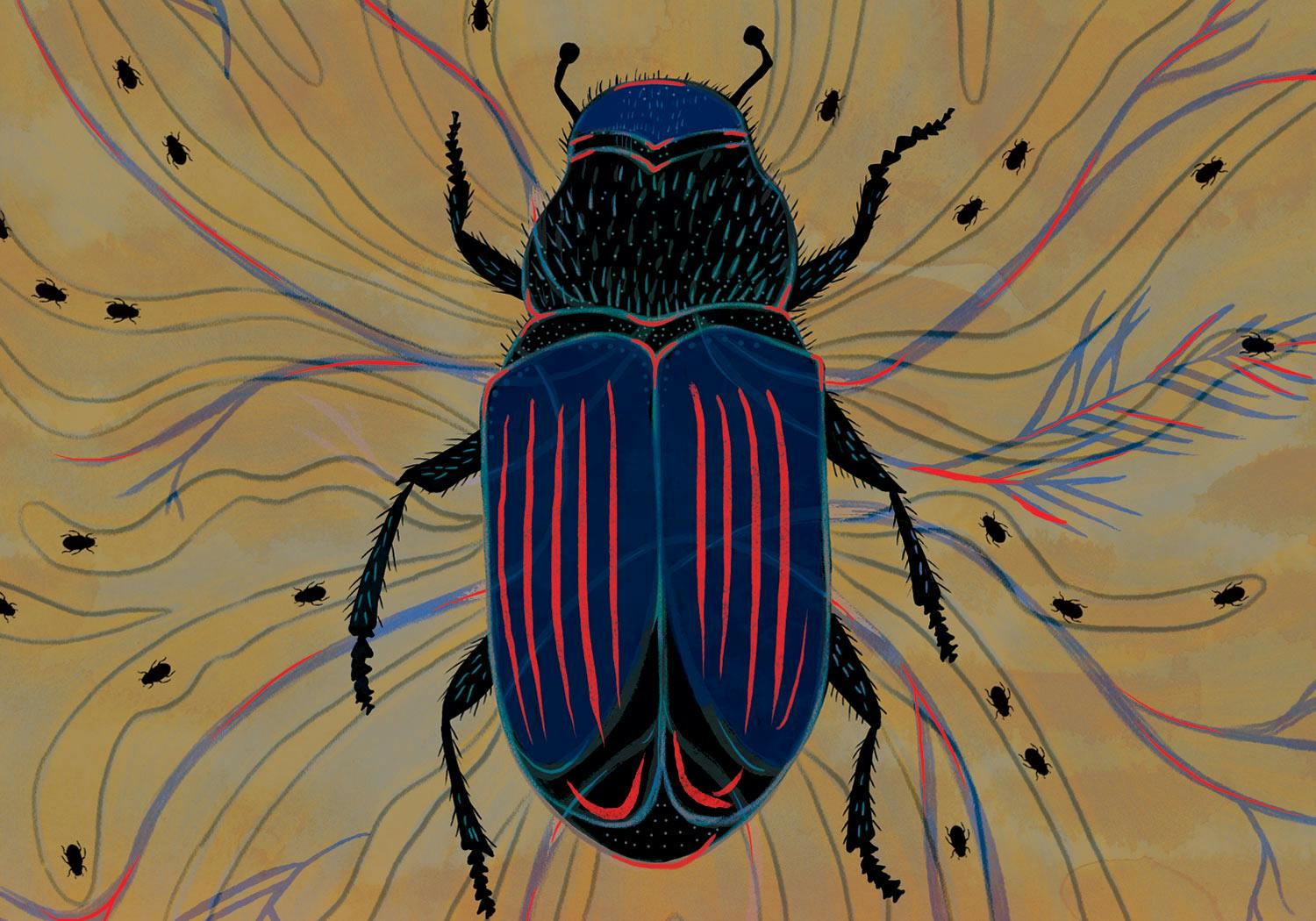 Illustration—a bark beetle with dark blue wings and pink lines down the length of its body.