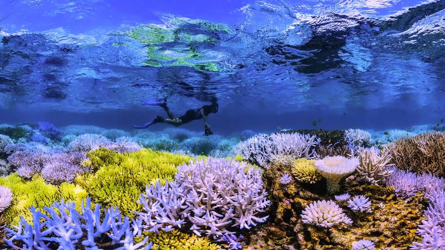A diver swims above a coral reef with purple, blue, and yellow coral.