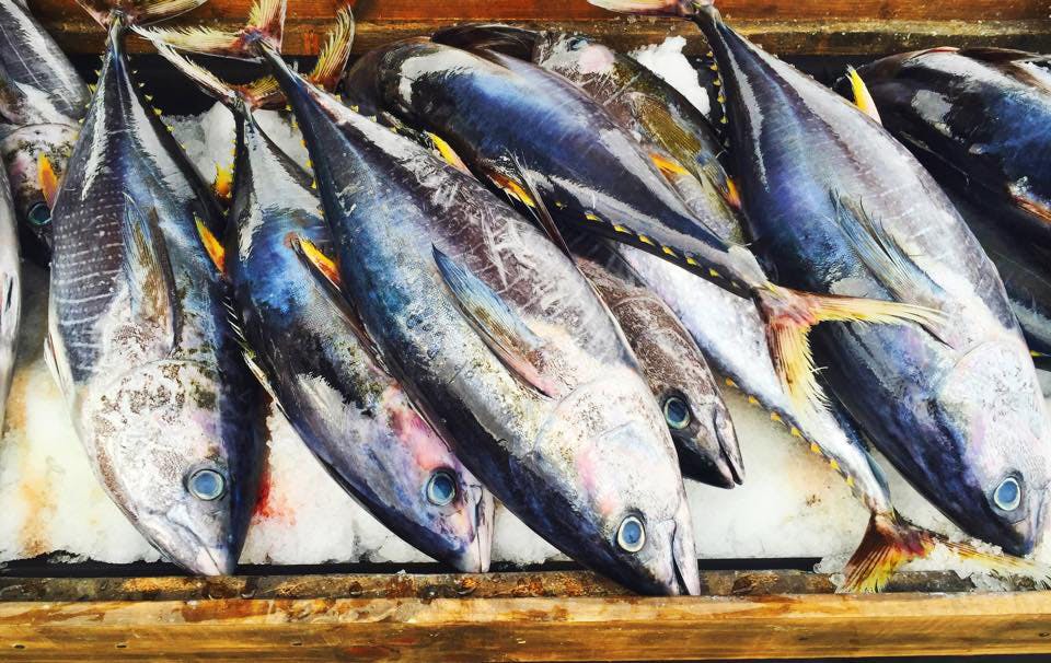 A pile of several fish with shiny blue skin and yellow fins resting on ice inside a wooden crate.