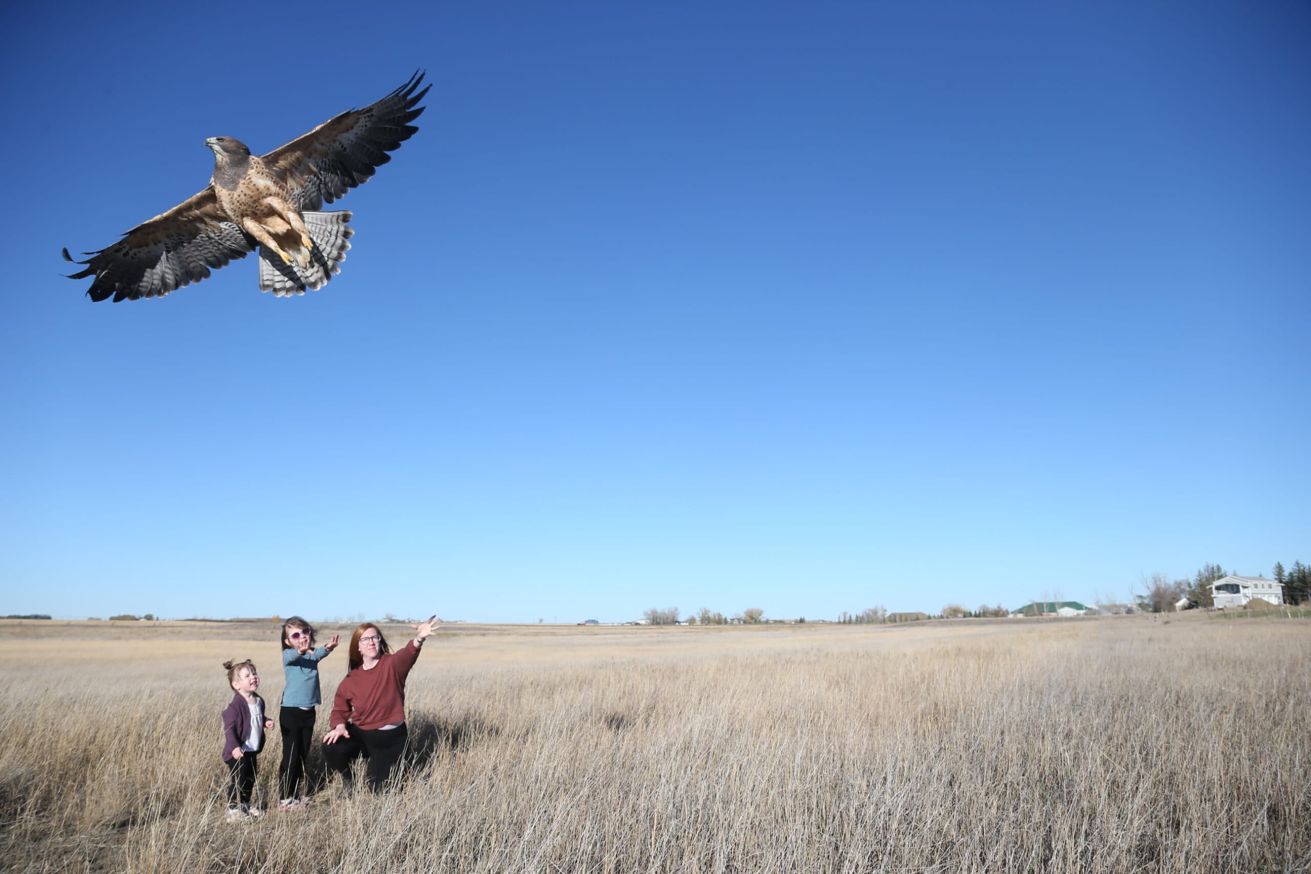 A raptor with dark brown wings, white speckled belly and striped tail flies above a woman and 2 kids.